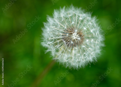 closeup of dandelion flower at seed stage on green background