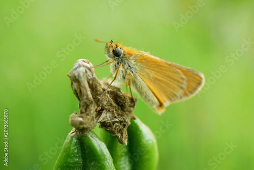 Thymelicus sylvestris small skipper Hesperiidae butterfly sitting resting peacefully perched on the green seed of Iris sibirica Siberian flag flowering plant grassland meadow forest abundant healthy