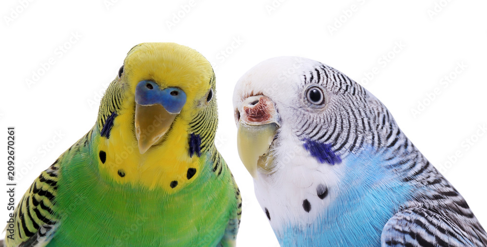 Obraz premium Cute parrots looking out on white background. Feathered pet