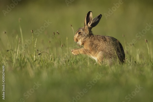 European brown hare (Lepus europaeus) juvenile leveret in a grassland meadow, Suffolk, England, United Kingdom