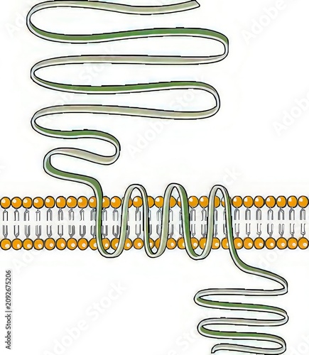 Transmembrane Protein Structure Passing Through Lipid Bilayer Membrane