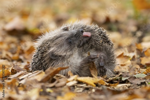 European hedgehog (Erinaceus europaeus) adult animal self anointing or salivating itself on fallen autumn leaves, England, United Kingdom