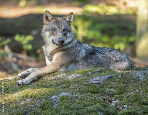 Wolf (Canis lupus) lying on a moss-covered rock and looking attentively, captive, Bavarian Forest National Park, Bavaria, Germany