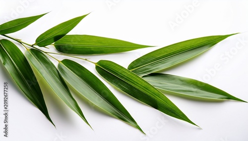 Bamboo Leaves Isolated On White