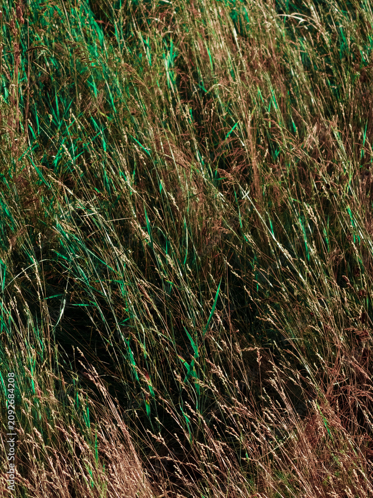 Obraz premium Wild grass field creating a natural texture. Brown and green blades mixing together as a dense and organic backdrop in a scenic outdoor environment