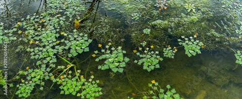 Foto Water caltrop plants form green rosettes and individual leaves floating on the c