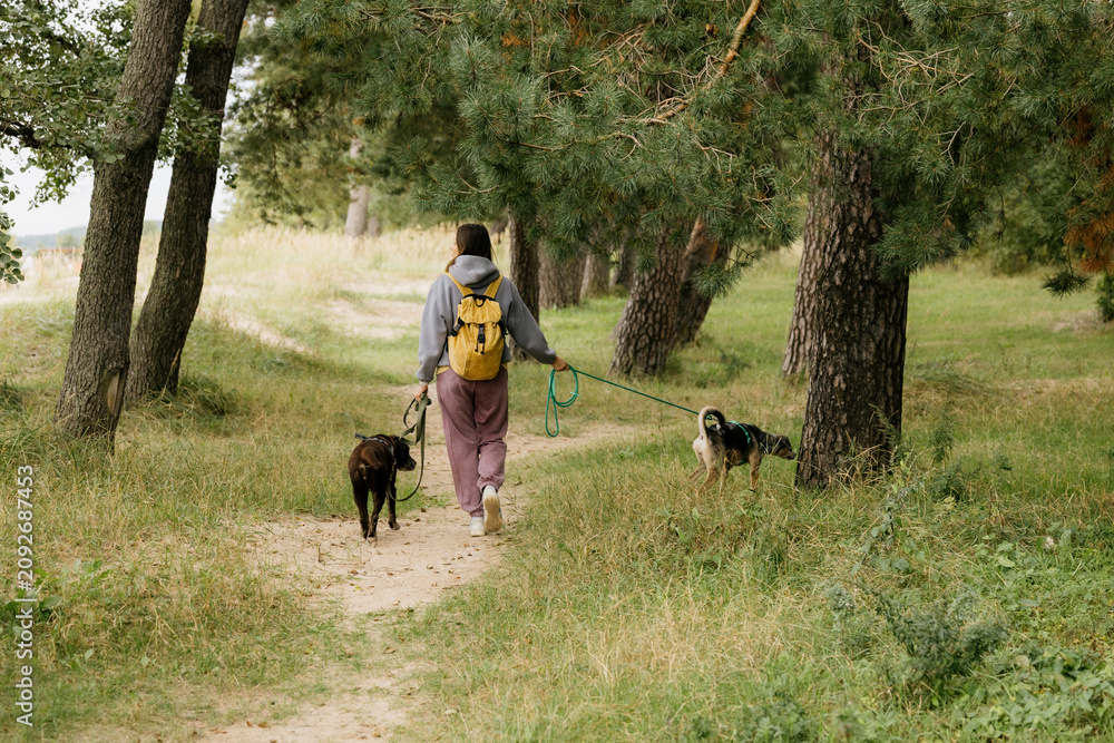 Fototapeta premium Woman walking two dogs on green leashes along sandy path. Tall pine trees line right side under soft overcast light. Calm, active outdoor lifestyle scene with happy pets and nature.