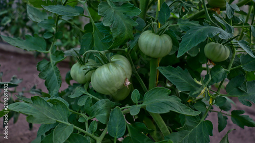 Konstfotografi Fresh green tomatoes ripening on vines inside organic greenhouse