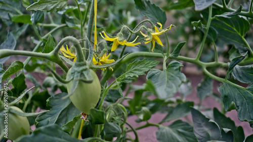 Canvastavla Fresh green tomatoes ripening on vines inside organic greenhouse