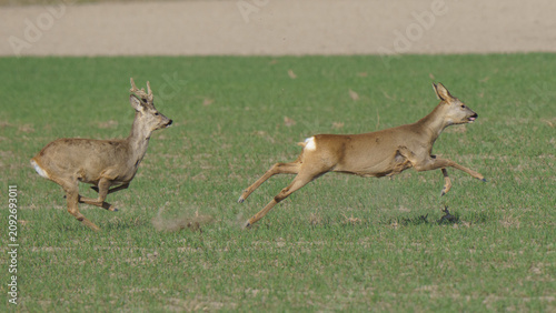 A horizontal wildlife photograph of a European roe deer buck chasing a doe at high speed across a ploughed field in Lower Austria.⁠