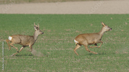 Vászonkép A horizontal wildlife photograph of a European roe deer buck chasing a doe at high speed across a ploughed field in Lower Austria