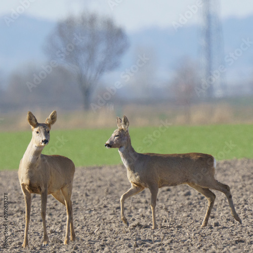 Vászonkép A wildlife photograph of two wild European roe deer standing alert in a ploughed agricultural field under winter light in the Marchfeld region of Lower Austria