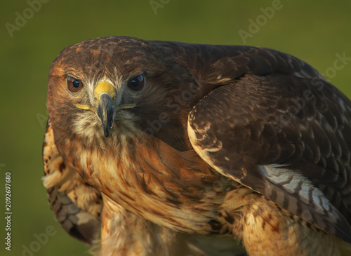 Harris Hawk close up against a plain green background