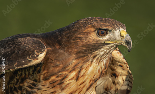 Harris Hawk looking serious and ready to fly