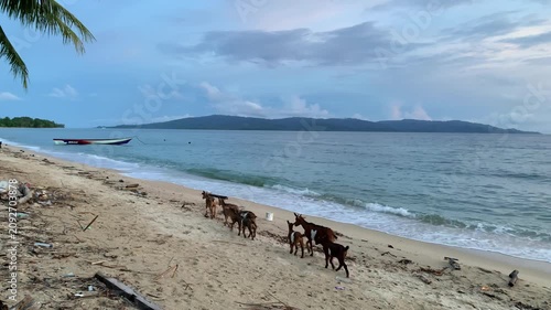 A herd of goats returns to its pen at dusk.