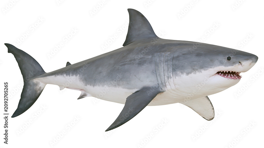 Fototapeta premium Great white shark with sharp teeth, isolated on transparent background