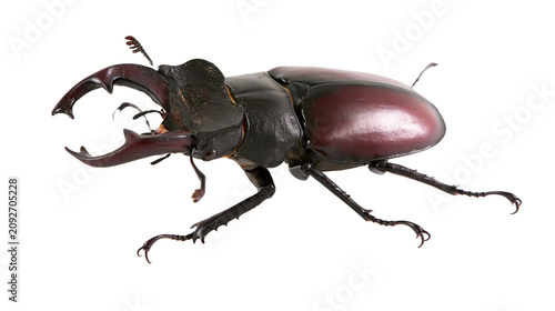 Canvastavla Large male stag beetle with prominent mandibles, isolated on transparent backgro