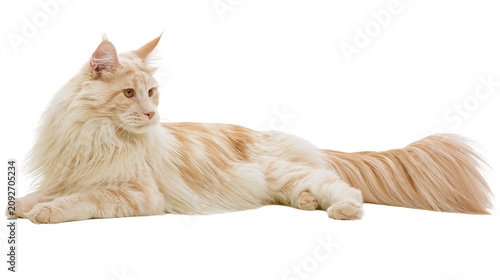 Tableau sur toile Fluffy cream Maine Coon cat with orange eyes lying down, isolated on transparent