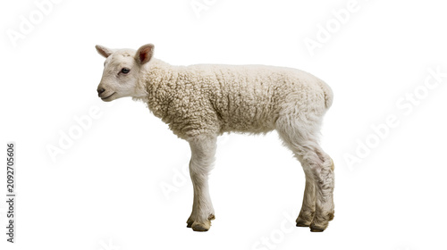 Fluffy white lamb standing, isolated on transparent background