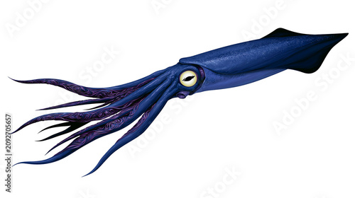 Deep blue squid with detailed tentacles, isolated on transparent background