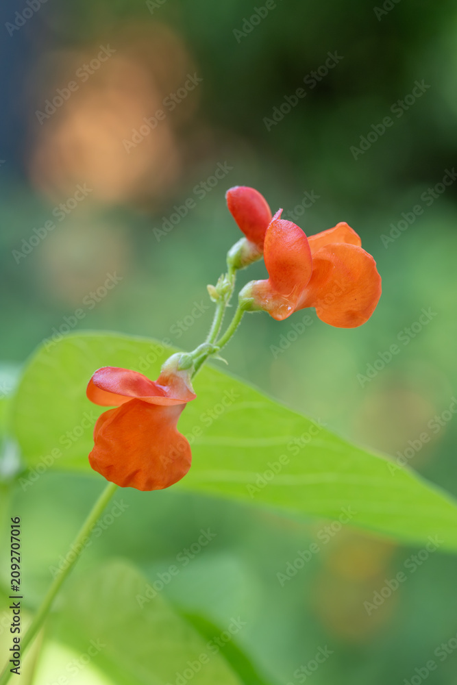 Fototapeta premium The red flowers of the runner bean plant on a sunny morning.