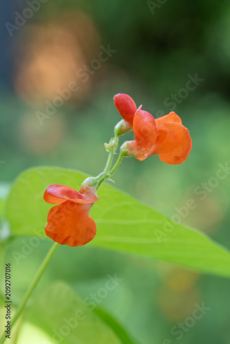 Obraz na plátně The red flowers of the runner bean plant on a sunny morning.