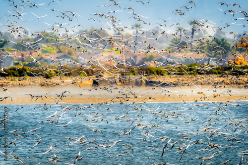 Massive flock of terns flying over the ocean near a sandy beach