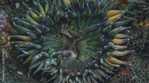 Close view of greenhorn anemone mouth region.