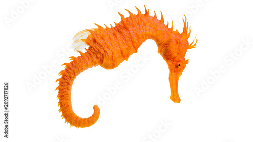 Фотография Vibrant orange seahorse with spiky dorsal fins, isolated on transparent backgrou