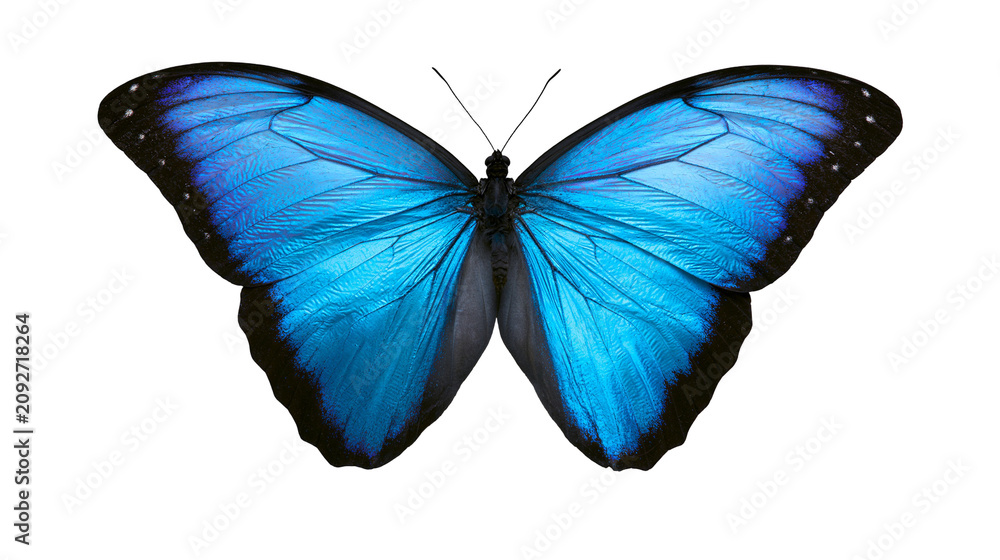 Fototapeta premium Vibrant blue morpho butterfly with black edges, isolated on transparent background