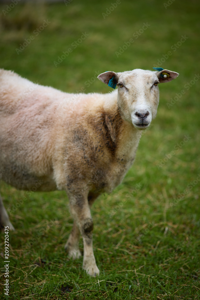 Fototapeta premium Sheep stands in a grassy field during the day, looking at the camera while surrounded by nature and greenery