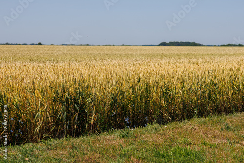 Beautiful crop field. summer sunset panorama around