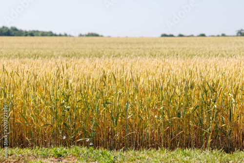 Beautiful crop field. summer sunset panorama around