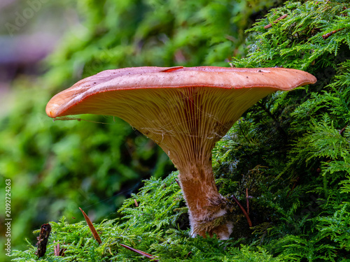 Obraz na plátně Large brown mushroom with visible gills growing on a green mossy log in a forest