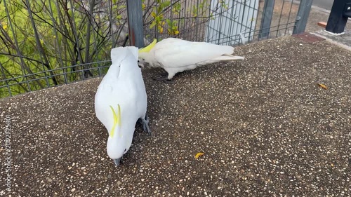 Footage of two Sulphur Crested Cockatoos foraging for food on a concrete footpath on a sunny day in a local town in the Blue Mountains in New South Wales, Australia