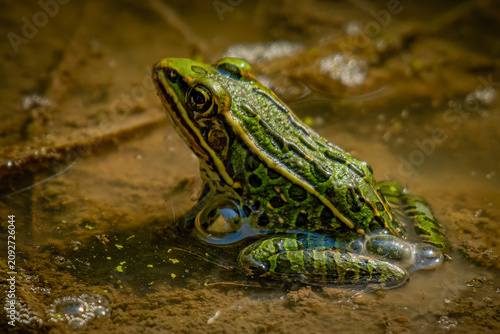 Green Leopard frog in brown water puddle.