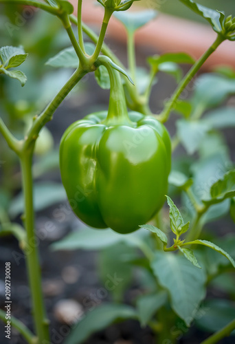 Close-up of green bell pepp...