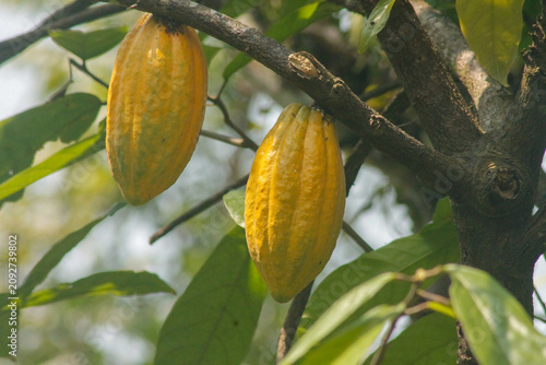 cocoa pod on tree in the field. Cocoa (Theobroma cacao L.)