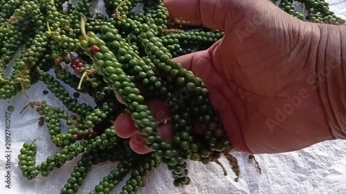 Close up view of a farmer's hand holding and showcasing raw green pepper spikes, representing high quality organic spice farming in Sri Lanka.