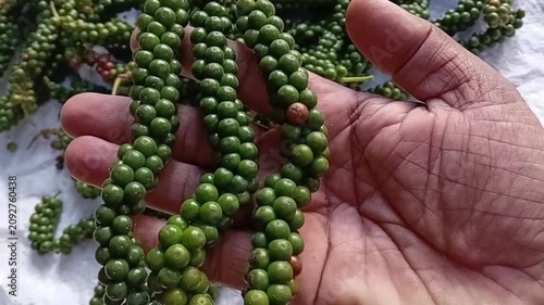 Farmer Hand Displaying Fresh Green Pepper Spikes and Raw Peppercorns on an Organic Small Scale Spice Farm in Sri Lanka