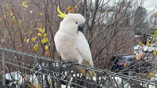 Footage of a Sulphur Crested Cockatoo standing on a wire fence on a sunny day in a local town in the Blue Mountains in New South Wales, Australia