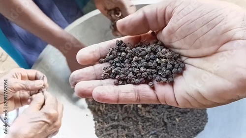 Close Up of Hand Holding and Showing Dried Black Peppercorns on an Organic Small Scale Spice Farm in Sri Lanka