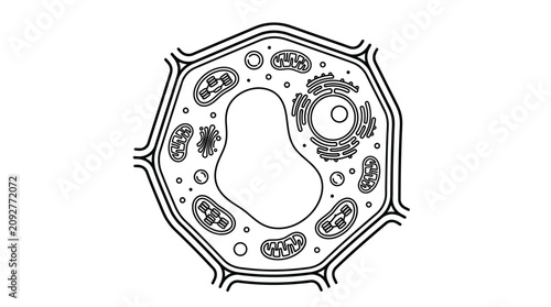 Foto Clean Black and White Line Drawing of Animal Cell Structure with Organelles Labe