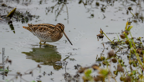 Vászonkép Portrait of Wilson's Snipe Wading in Shallow Wetlands