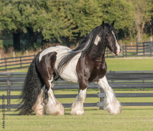 Photography adult male  Gypsy Vanner Horse stallion trots across green field