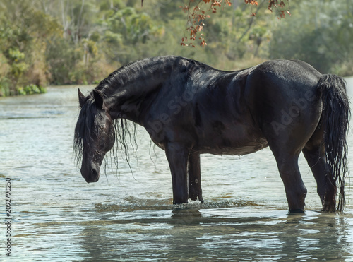 adult male Friesian horse plays and splashes in lake water