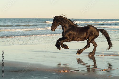 Friesian horse stallion gallops unbridled on beach with ocean waves.