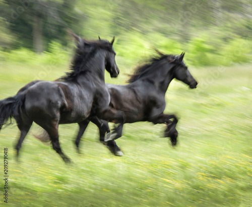 two adult female Friesian Horses running across tall grass meadow with motion blur effect
