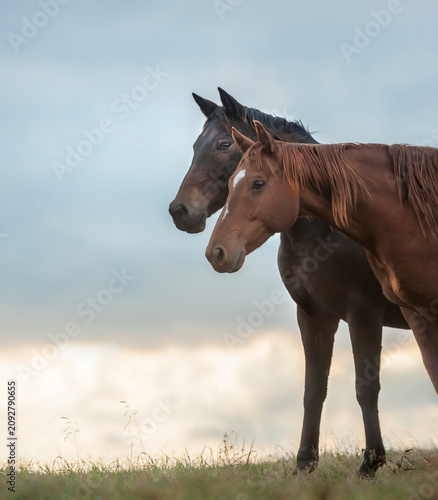 pair of adult American Quarter Horse mares stand alert close together on horizon at sunst