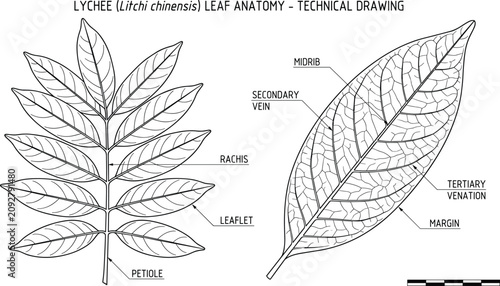 Schilderij op canvas Lychee Leaf Anatomy Technical Drawing Botanical Vector Illustration with Labeled